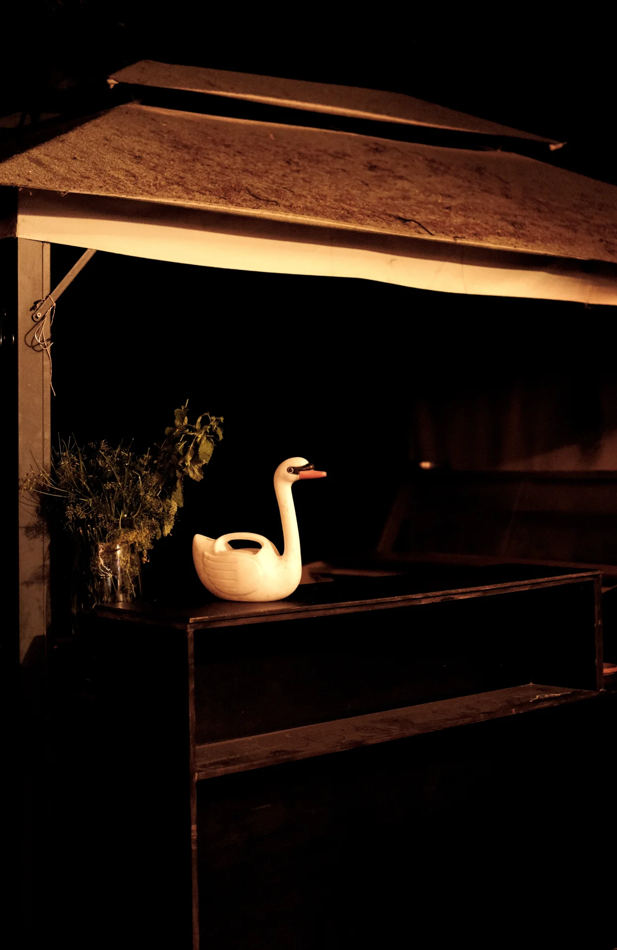 Schwan am Abend